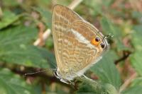 Lampides boeticus