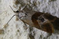 Falseuncaria ruficiliana