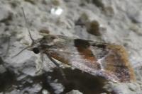 Falseuncaria ruficiliana