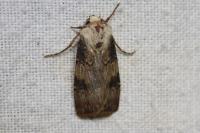 Agrotis puta