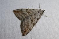 Aplocera plagiata