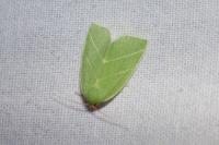 Bena bicolorana
