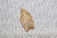 Carcina quercana