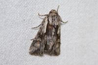 Chloantha hyperici