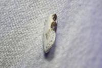Cilix glaucata