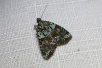 Cryphia algae