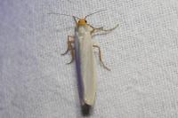 Eilema caniola