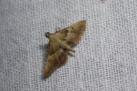 Endotricha flammealis
