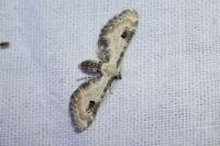 Eupithecia centaureata