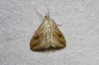 Evergestis forficalis