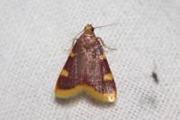 Hypsopygia costalis