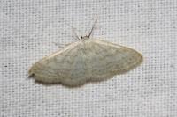Idaea subsericeata