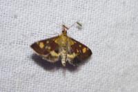 Pyrausta aurata