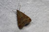 Pyrausta despicata