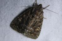Thalpophila matura