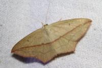 Timandra comae