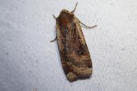 Noctua pronuba