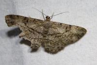 Peribatodes rhomboidaria