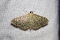 Patania ruralis