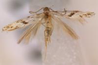 Stenolechia gemmella