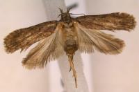 Depressaria douglasella