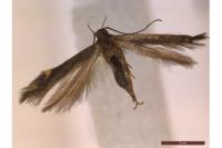 Aproaerema anthyllidella