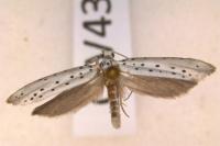 Yponomeuta cagnagella