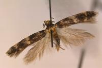 Apatema apolausticum