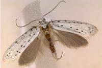 Yponomeuta cagnagella