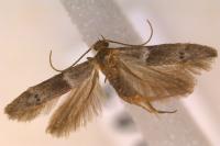 Hypatopa segnella