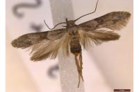 Blastobasis glandulella