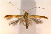 Caloptilia robustella
