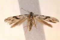 Stenolechia gemmella