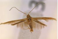 Coleophora lutipennella