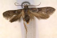 Blastobasis glandulella
