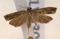 Zeiraphera isertana