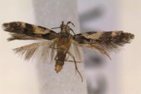 Teleiodes luculella