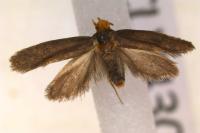 Cephimallota crassiflavella