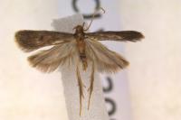 Eurodachtha siculella