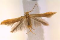 Coleophora flavipennella