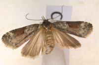 Nycteola siculana