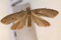 Cnephasia genitalana