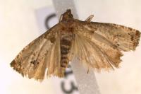 Notocelia roborana