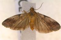 Acrobasis fallouella