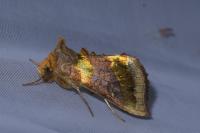 Diachrysia chrysitis