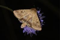 Helicoverpa armigera