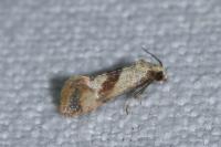 Falseuncaria ruficiliana