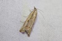 Agriphila geniculea
