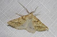 Aspitates ochrearia
