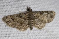 Gymnoscelis rufifasciata